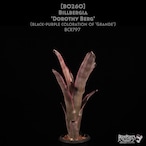 【送料無料】Billbergia 'Dorothy Berg'〔ビルベルギア〕現品発送B0260