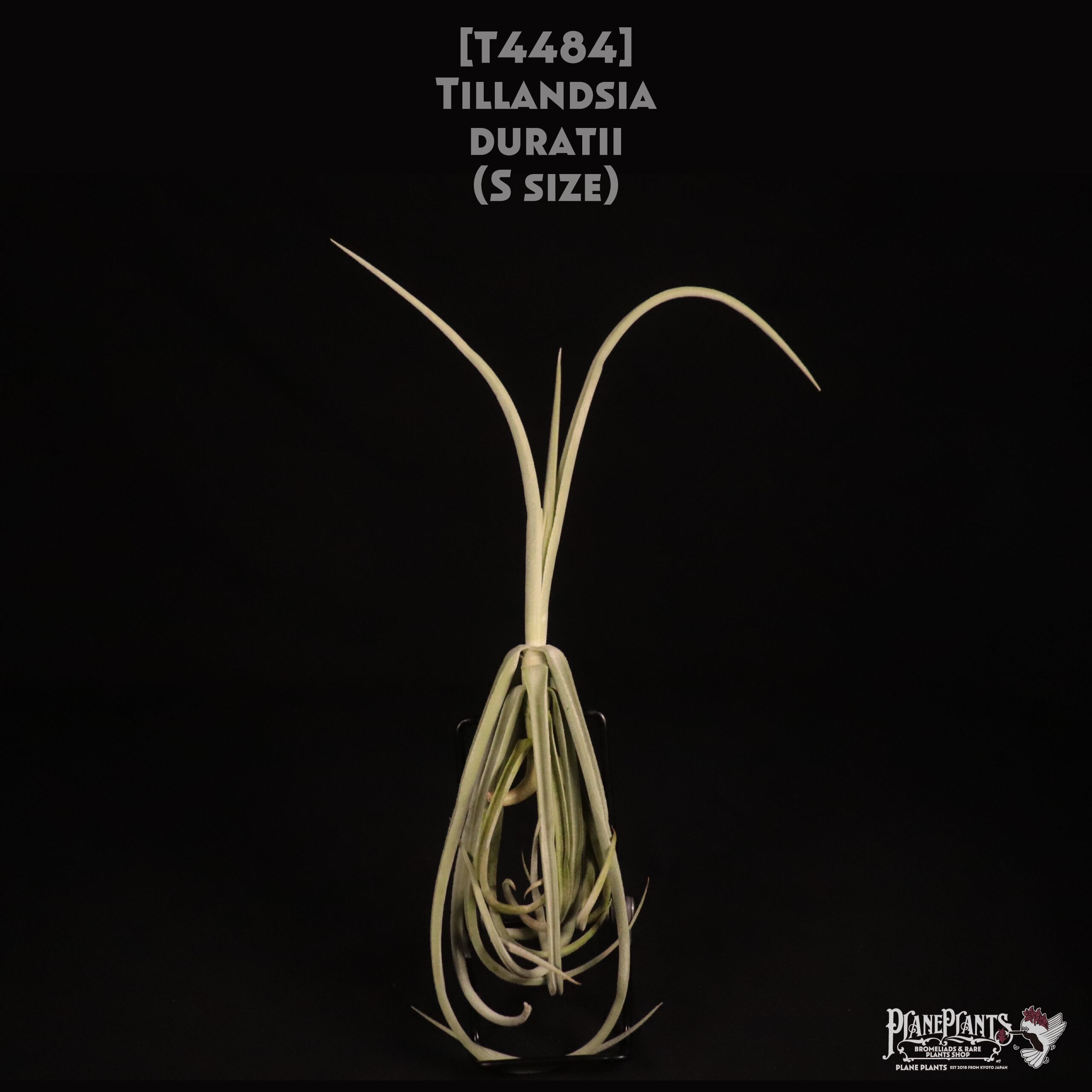 duratii 3XL Multiple Heads〔エアプランツ〕T3057 duratii 3XL Multiple Heads〔エアプランツ〕T3057