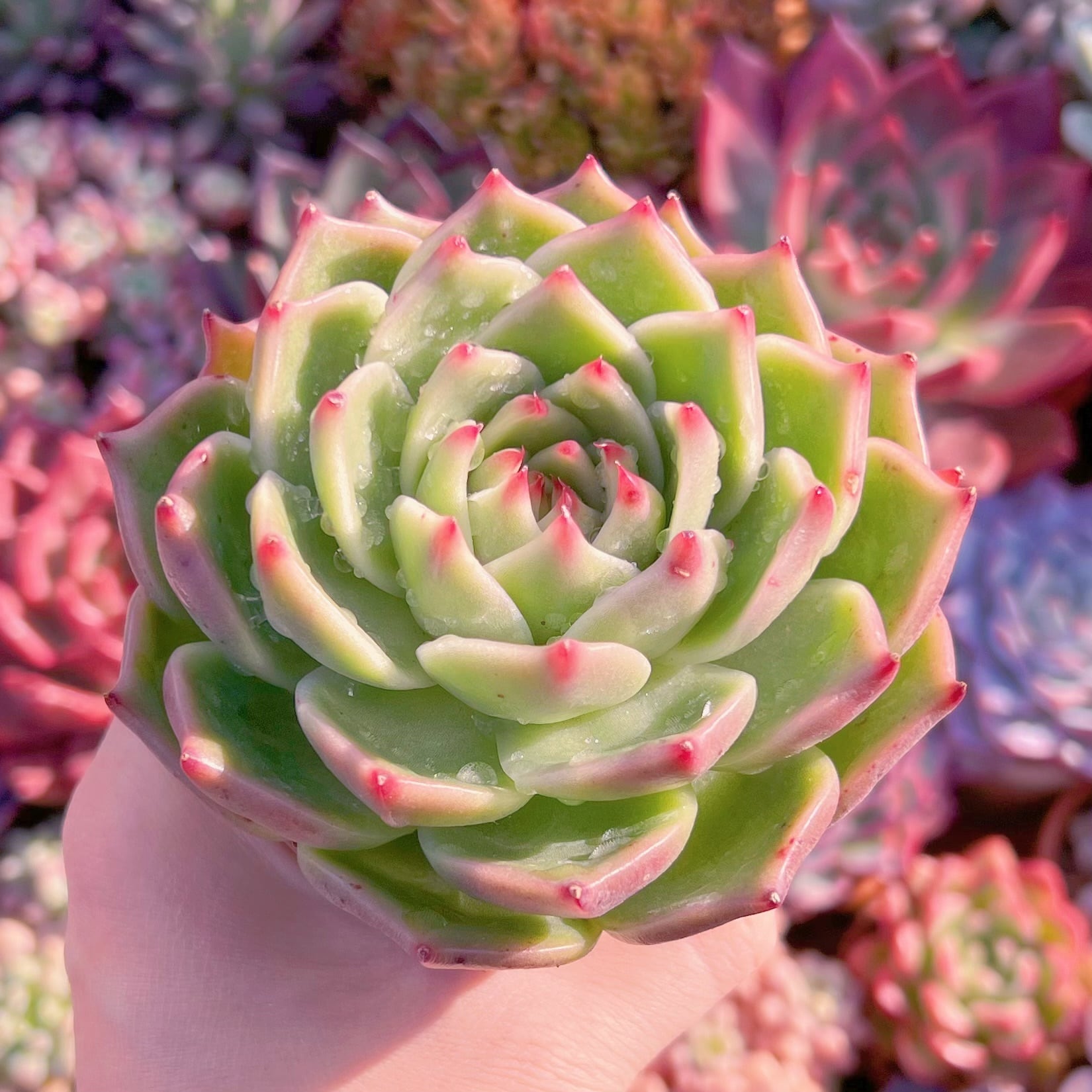 多肉植物 ブルードラゴン ブルードラゴン。ついにドラゴンシリー「多肉植物」のアルバム