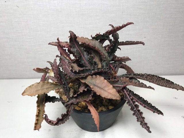 ユーフォルビア フランコイシー