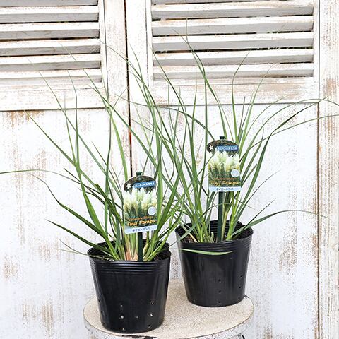 RINRIN　パンパスグラス苗おまとめ RINRIN様専用 パンパスグラス苗おまとめ