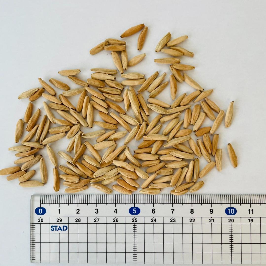 種子10粒】アデニウム アラビカム タイソコトラナム 2024年2月入荷分