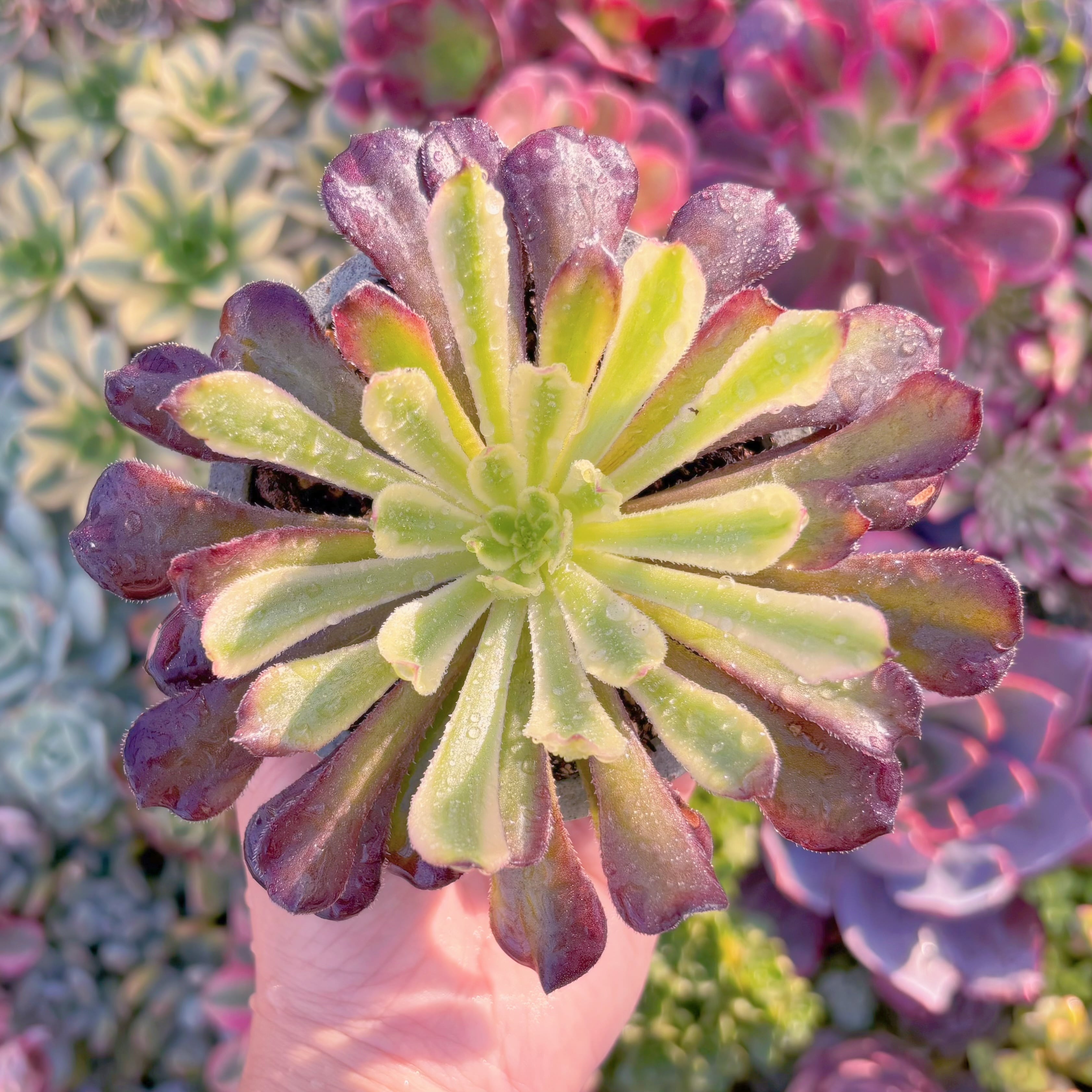 現品　新品種　フェラーリ#K029　るる農園