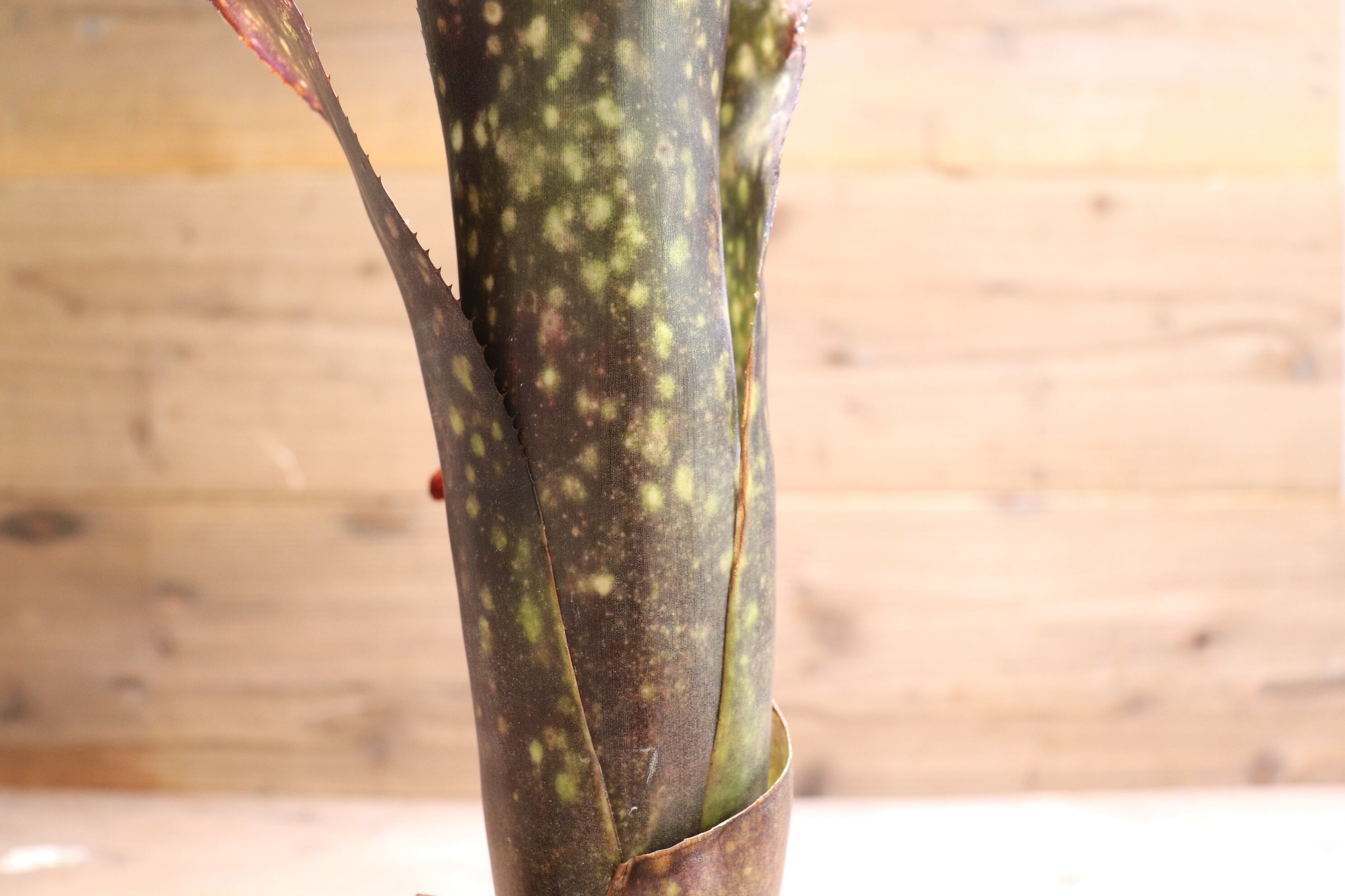送料無料】Billbergia 'El Zorro'〔ビルベルギア〕現品発送B0057