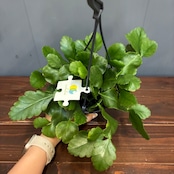 【新着3日限定10%OFF】リプサリス ゴーベリアナ【1062】