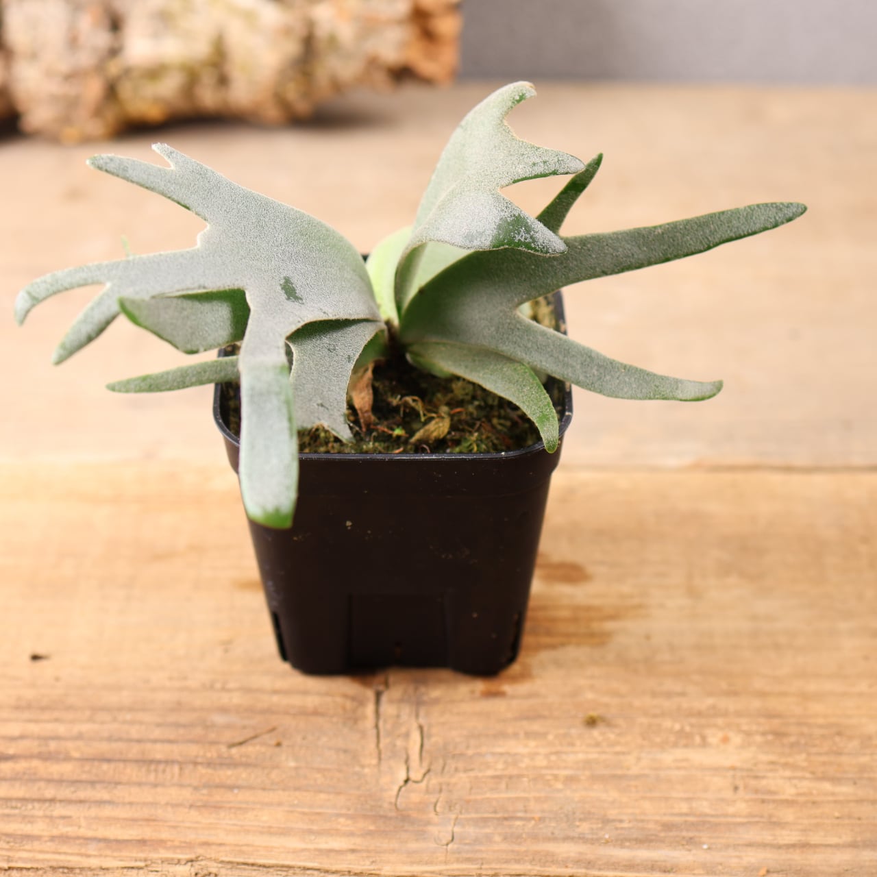 610『ビカクシダ Jenny』観葉植物【送料無料】 | MARX PLANTS | 観葉