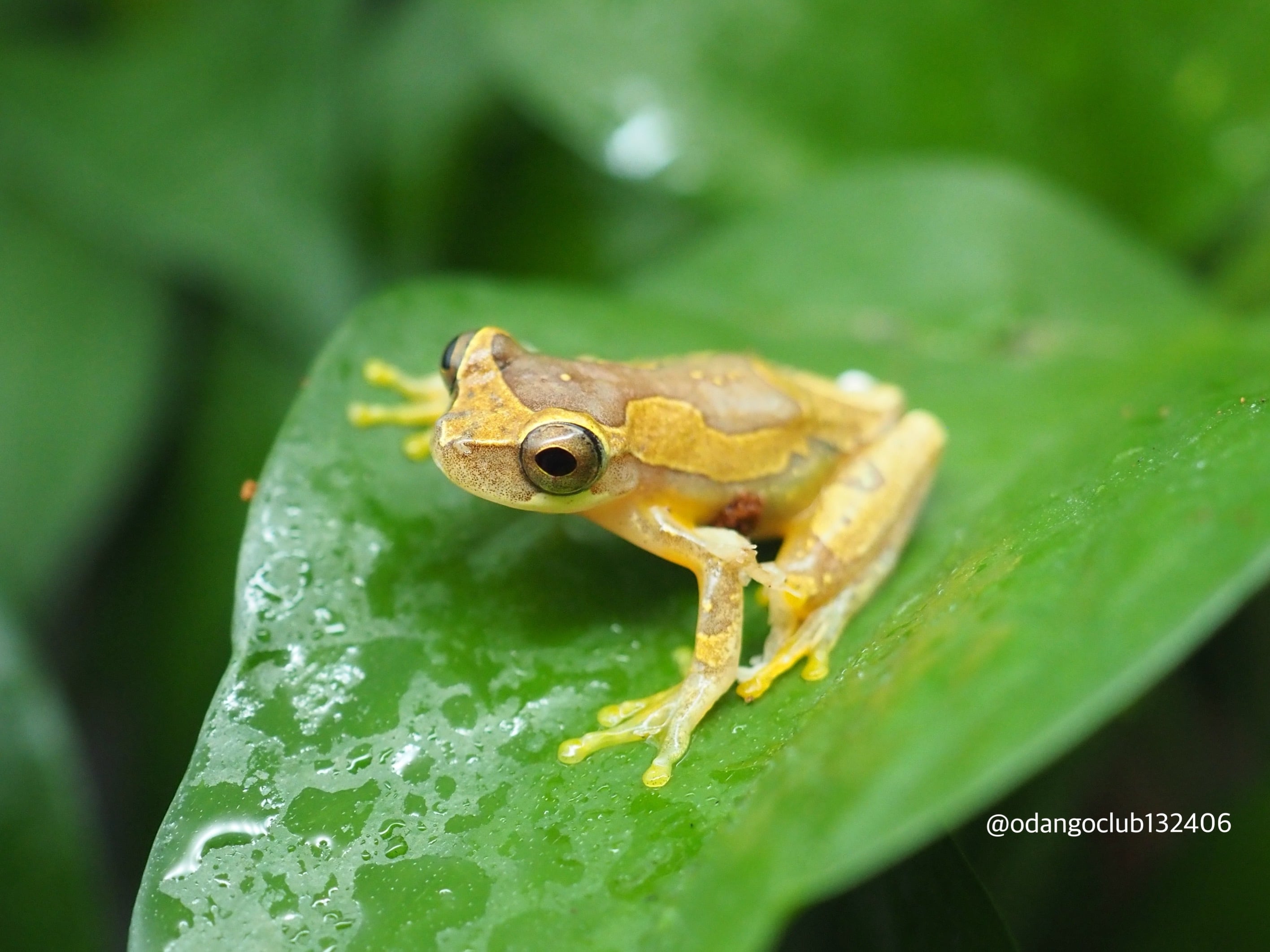 パワーズフクラガエル 1匹 カエル | おだんごくらぶ パワーズフクラガエル 1匹 カエル | おだんごくらぶ