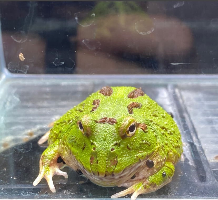 天然物　京都産　上質な緑　アカハライモリ　オス　エメラルドグリーン　 京都産 超濃厚緑×靑 スケルトン アカハライモリ 小型オス