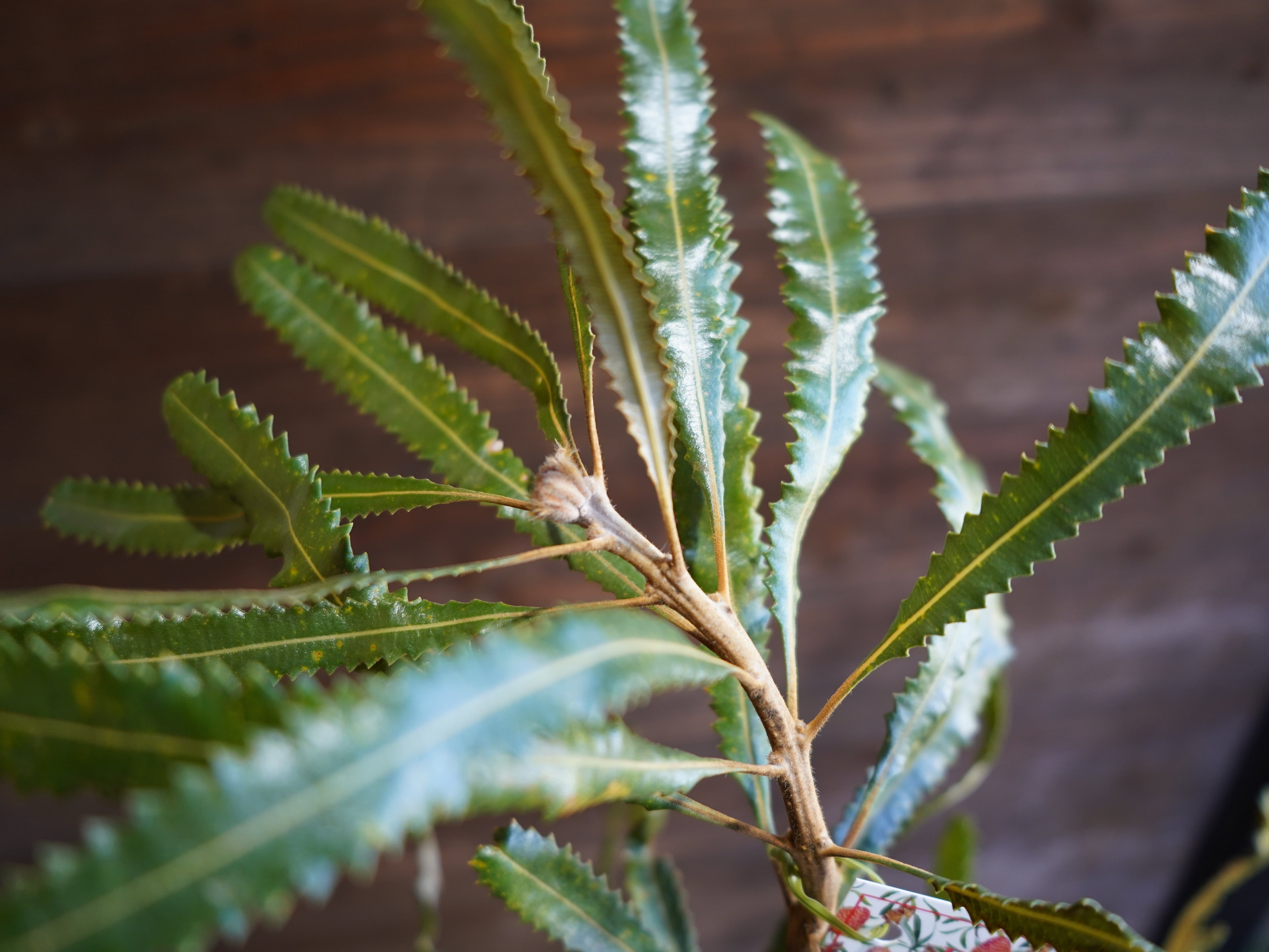 【現物】バンクシア　”バーデッティ”　A