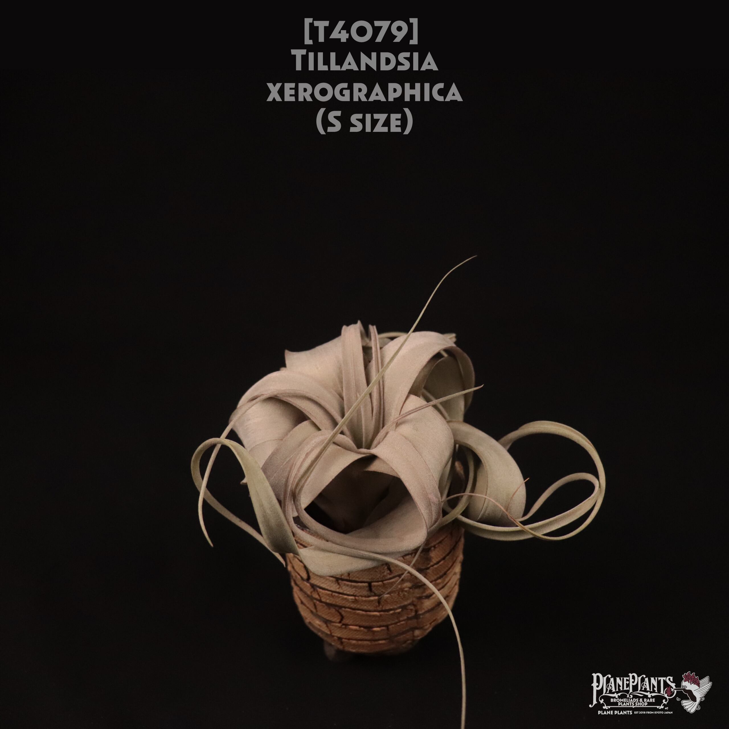 【送料無料】xerographica S〔エアプランツ〕現品発送T4079