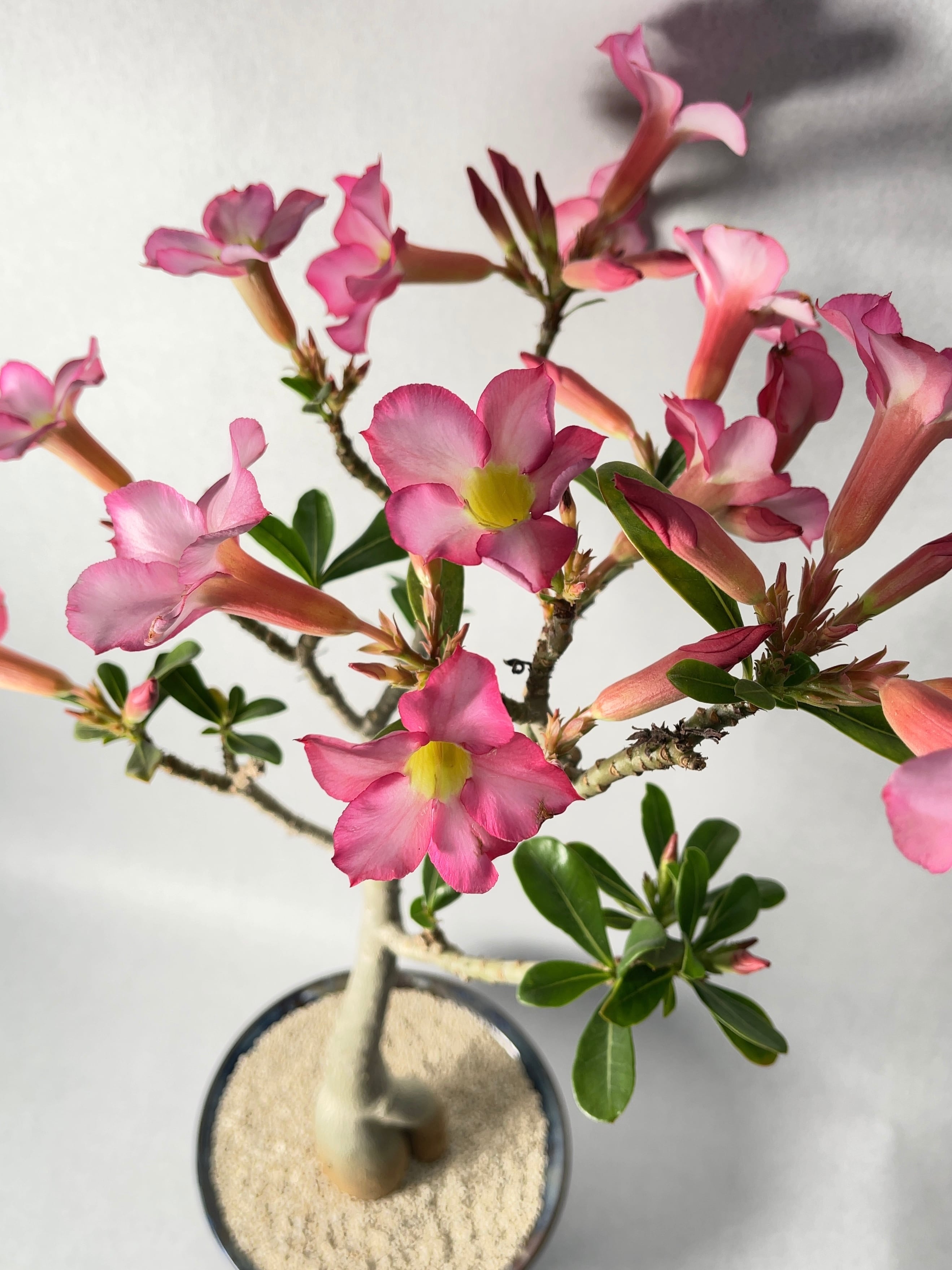 アデニウム・砂漠の薔薇 | trigger