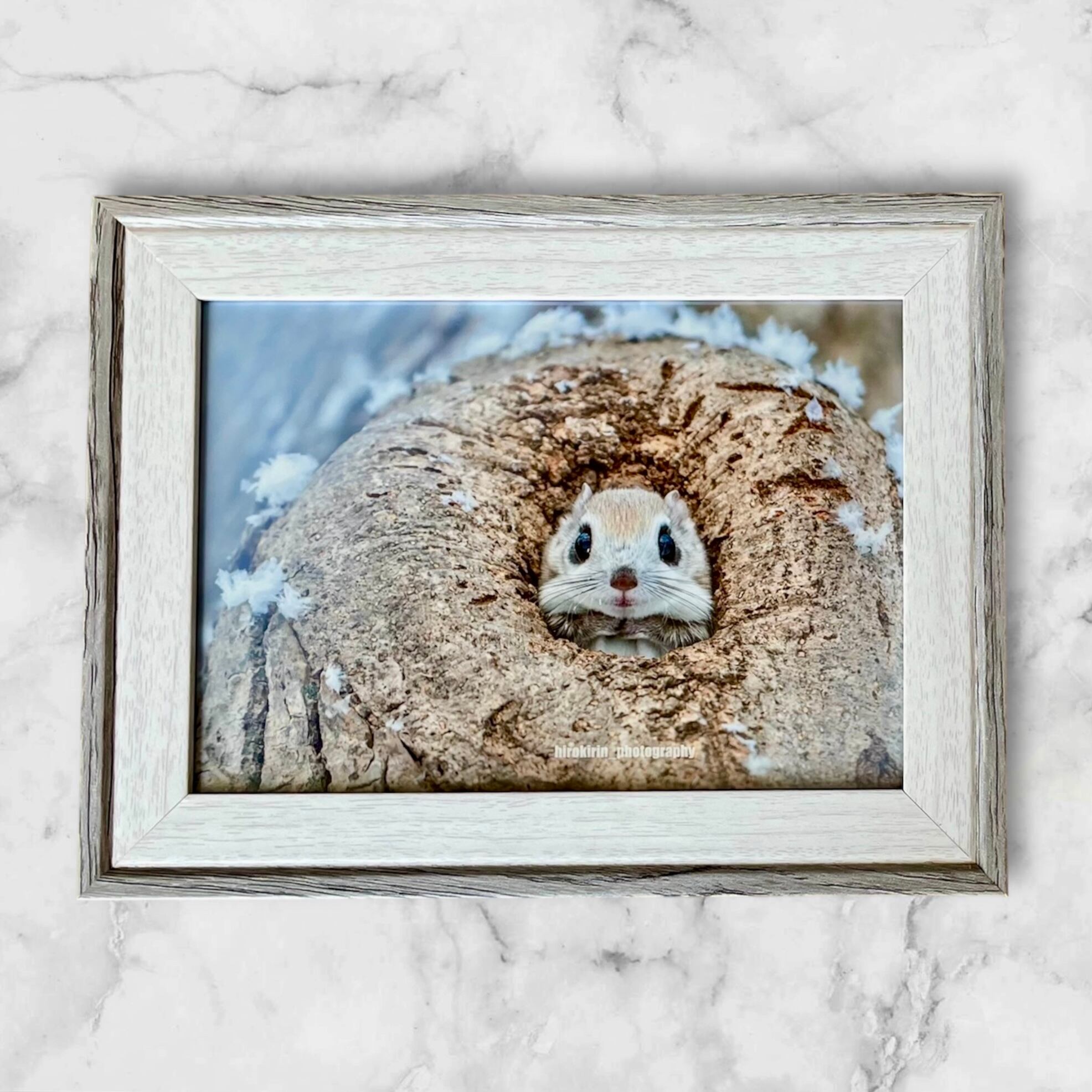 hirokirinの可愛いモフモフ動物写真屋さん