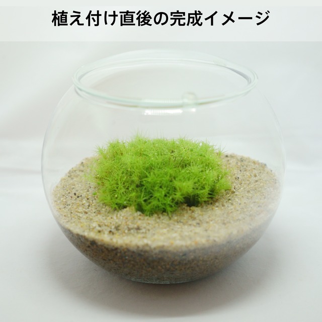 タマゴケボールの苔テラリウム 苔栽培とネット販売の西予苔園 せいよこけえん のオンラインショップ