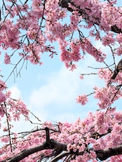 【moch様専用】トルマリンクラスター Cruzeiro Mine, Minas Gerais, Brazil SS19390211