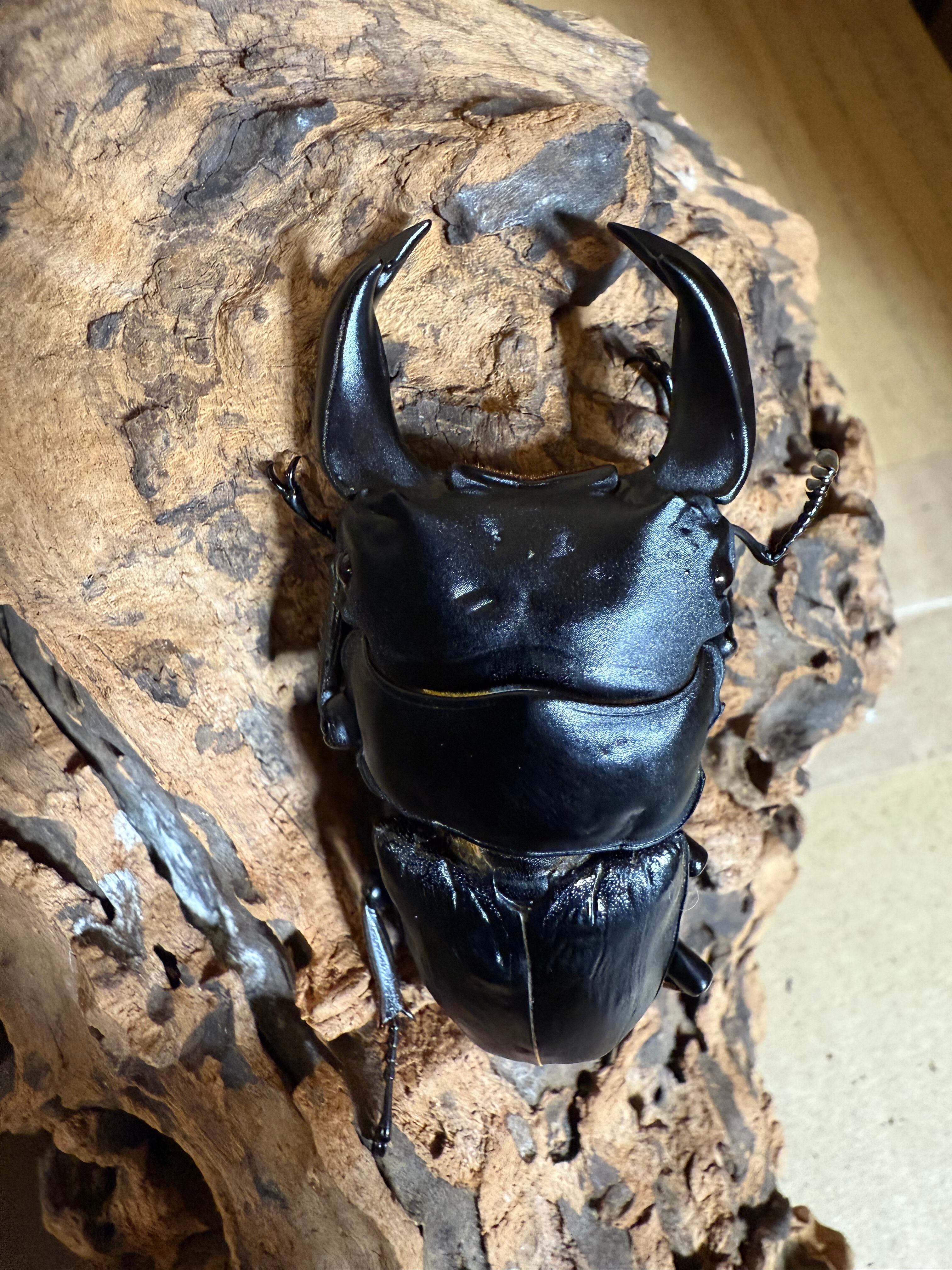 キングバブーンスパイダー - Wikipedia 【阿州最大種】キングバブーン