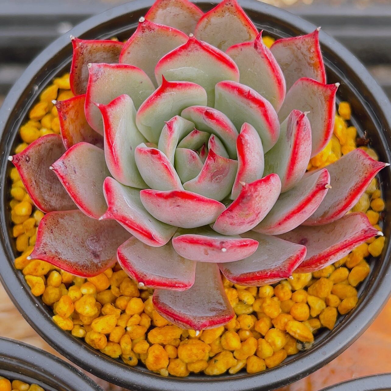 多肉植物 ブーケ bouquet 大 レア苗 韓国苗 超美苗 #682 | Pay ID