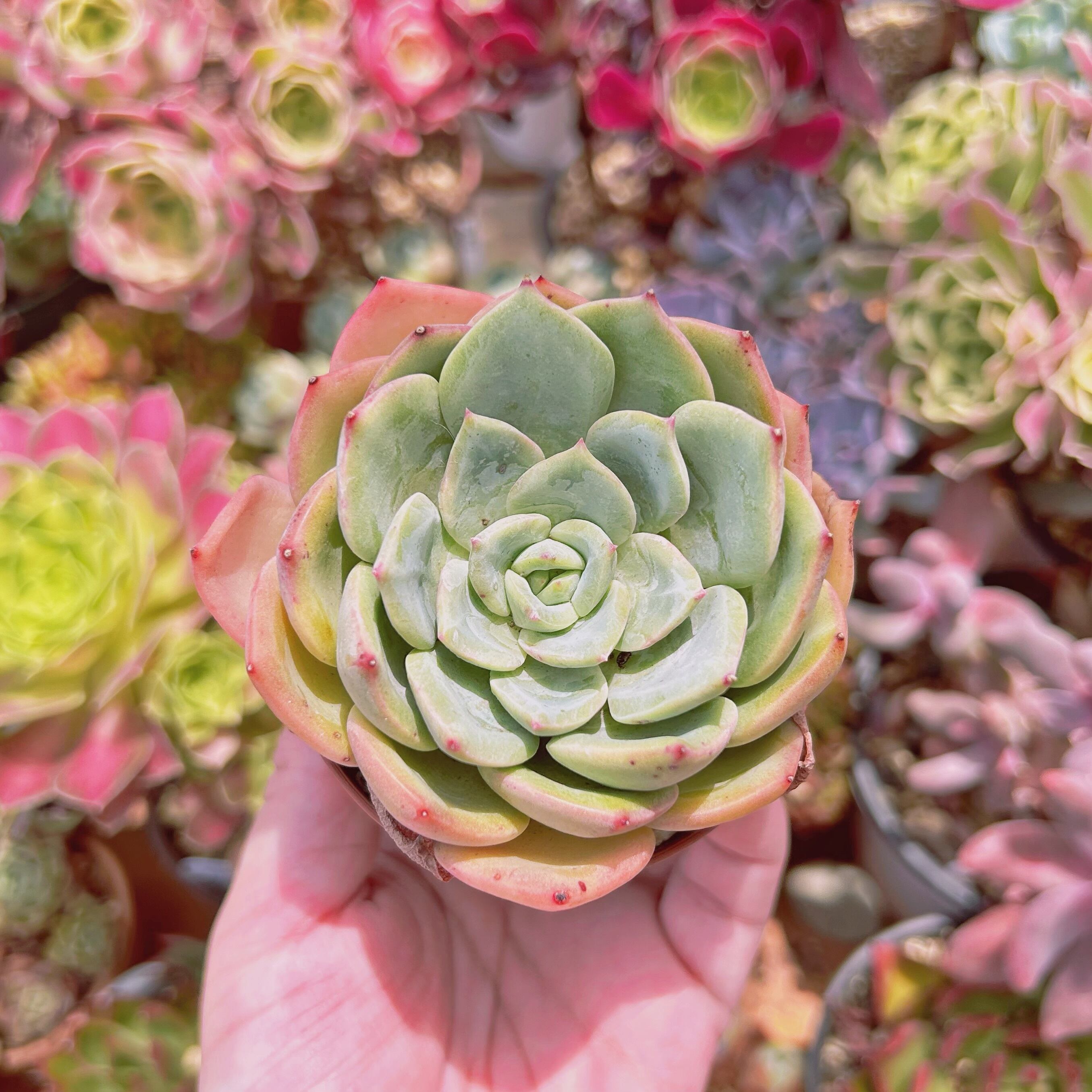 #2207現物　多肉植物　エルメス　特大　抜き苗