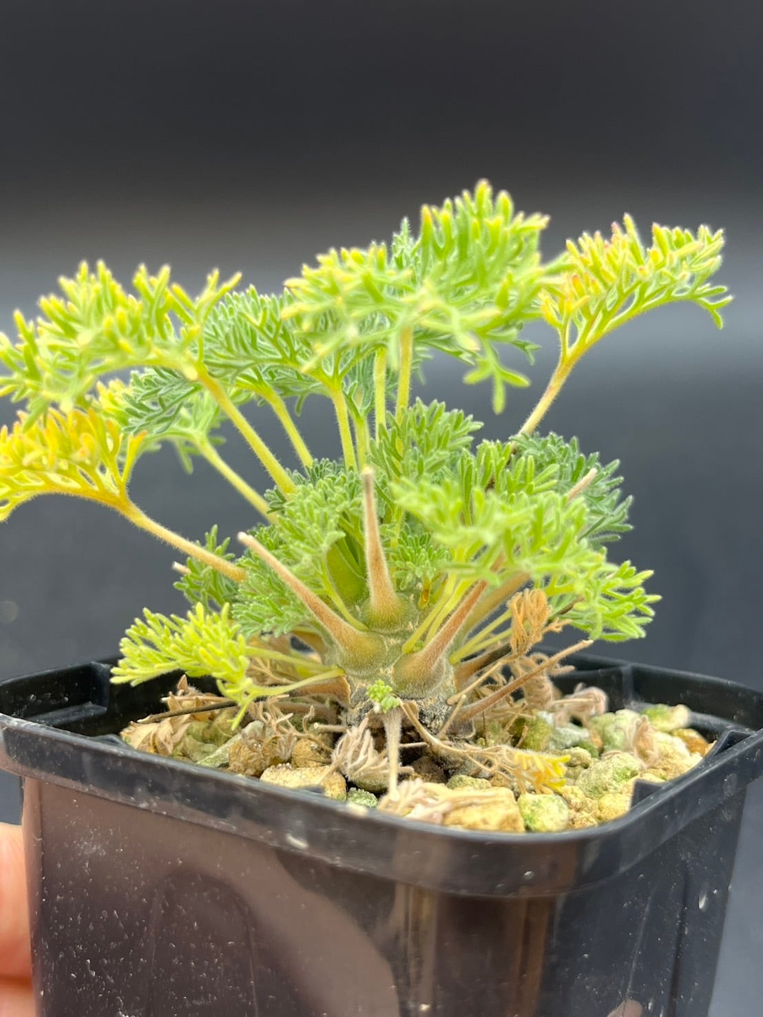 モンソニア　ヘレー　実生2株セット モンソニア ヘレー 実生2株セット モンソニア ヘレー 実生2株セット