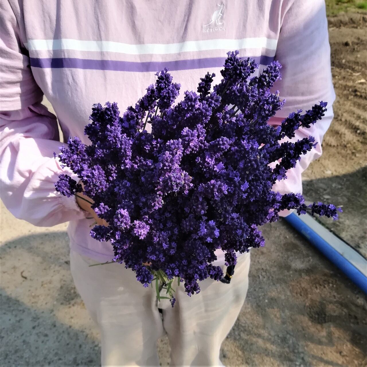 【摘みたて❗】フレッシュラベンダー 100本 生花 切り花 完全無農薬❗️