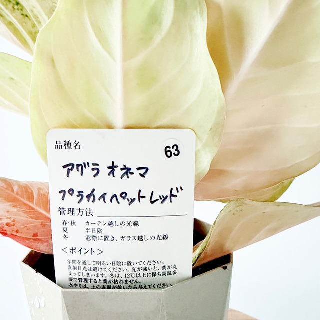 アグラオネマ プラカイペットレッド 4号