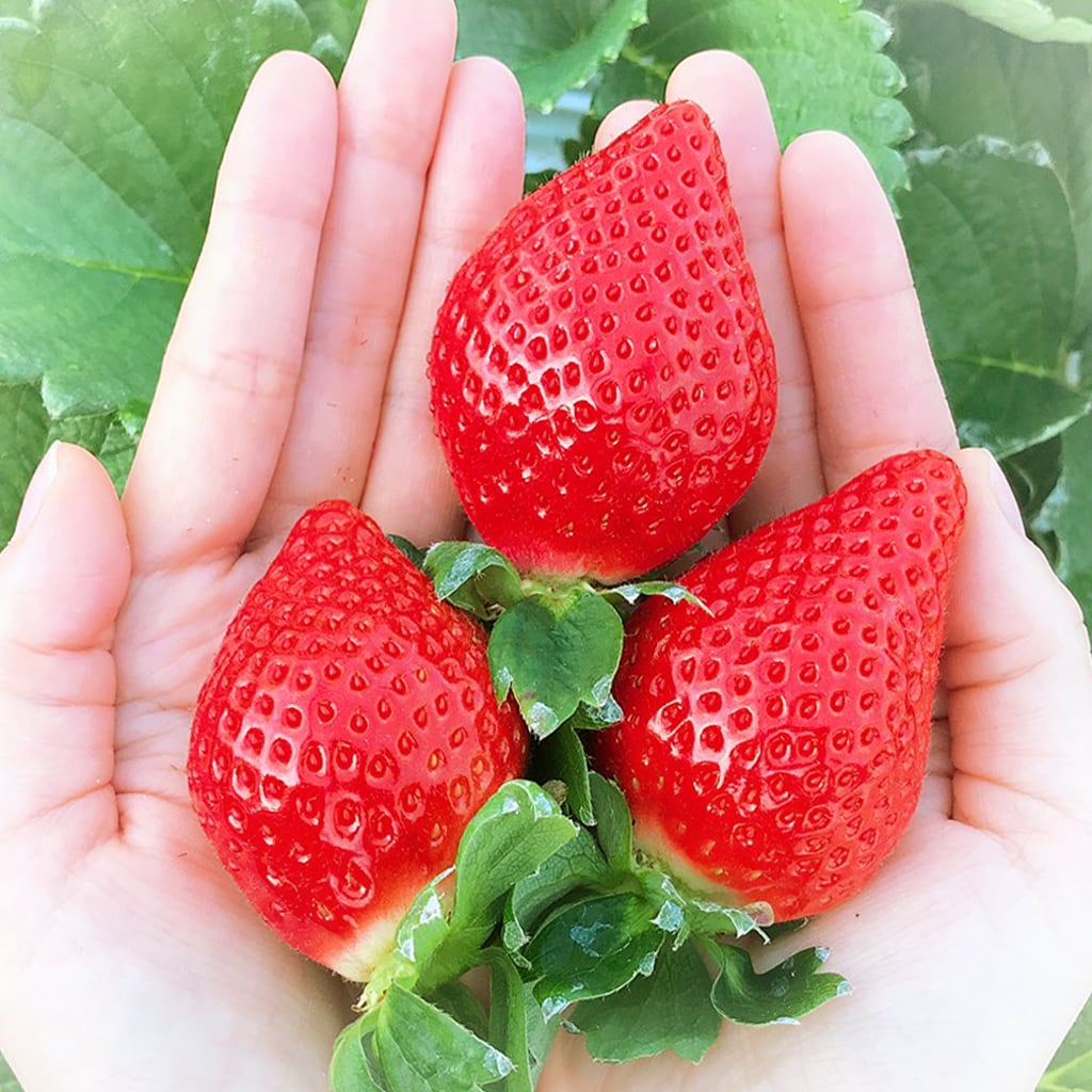 冷凍いちご（あまおう）1.6kg(800gx2袋) お菓子、ジャム作りに最適！