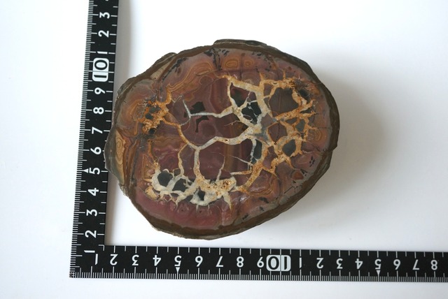 セプタリアン Septarian 1279