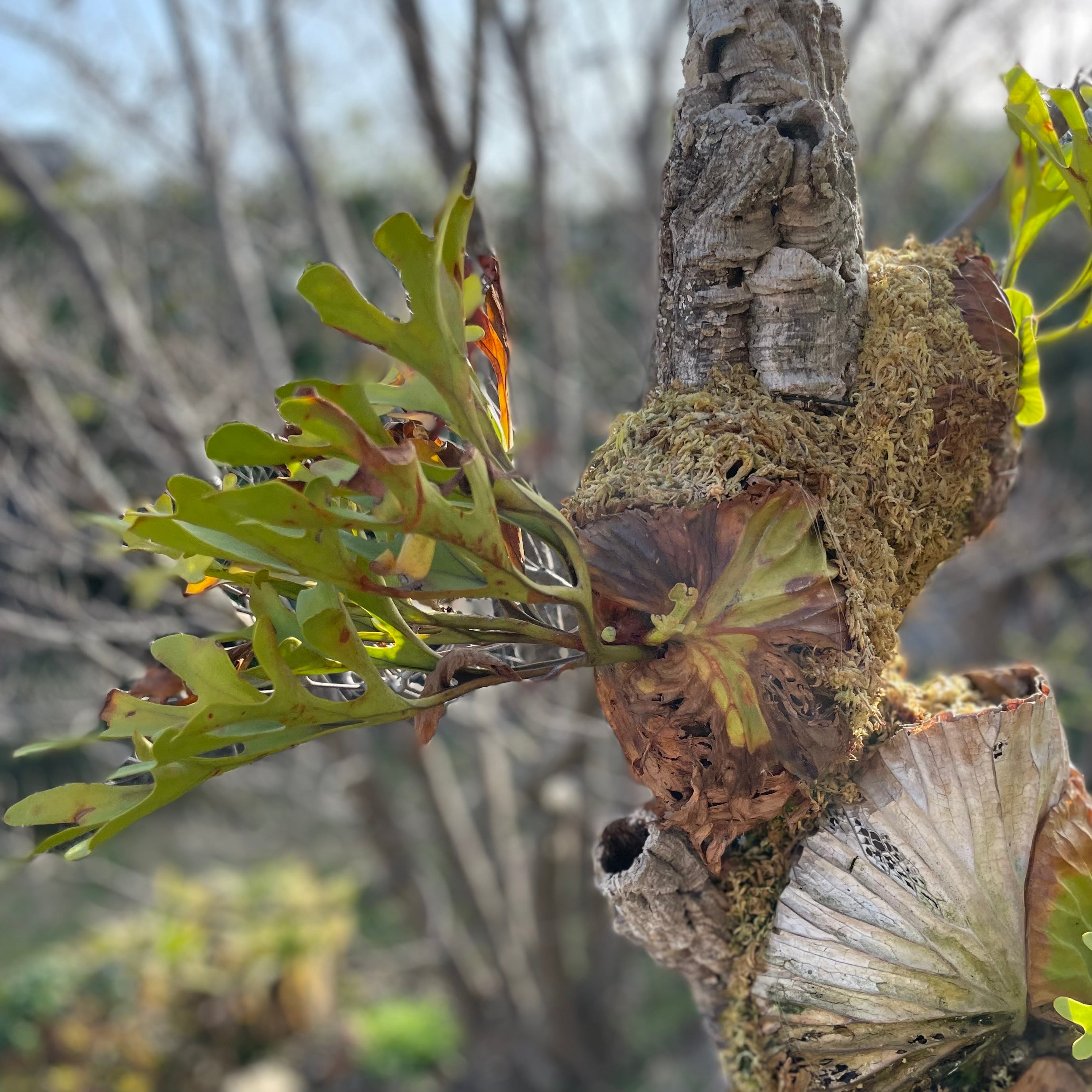 P.ridleyi wild three head | naturefix