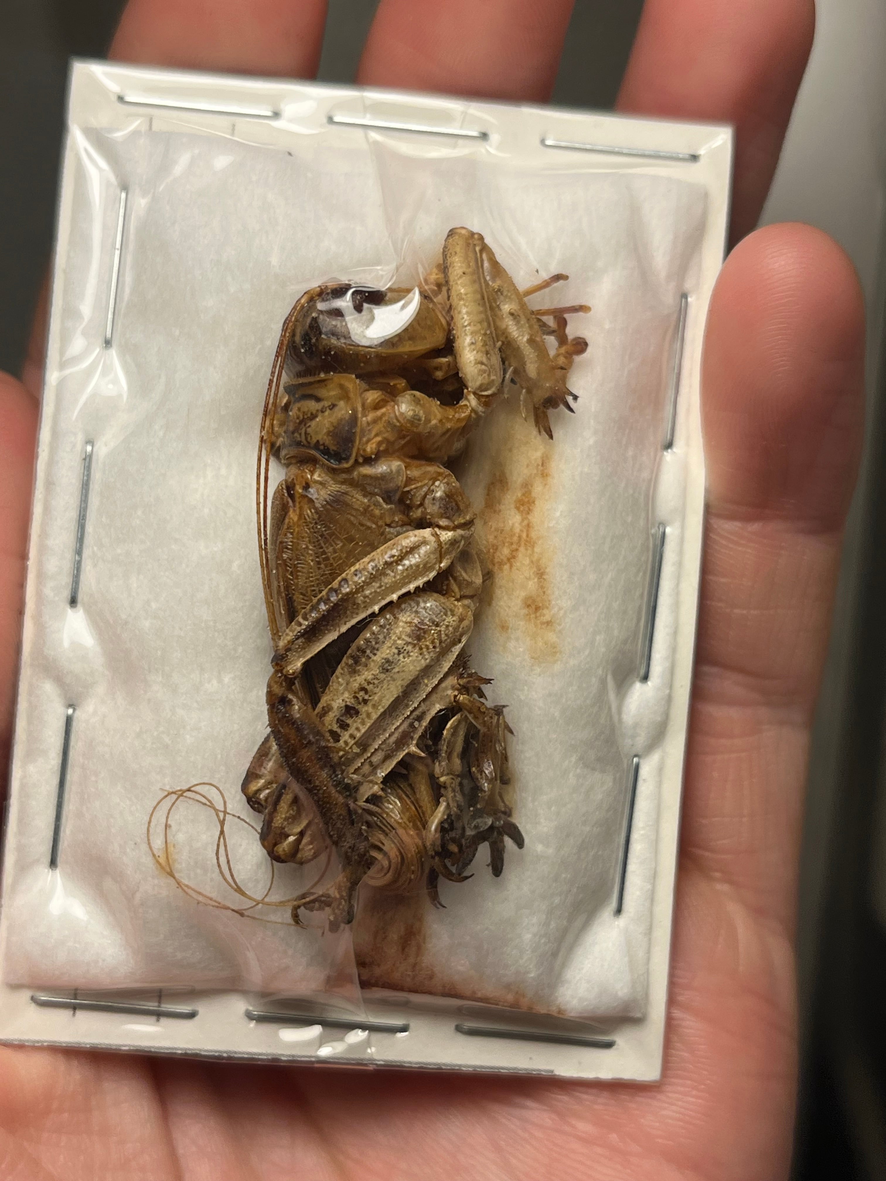 種小名付】モンストローサマキバネコロギス 昆虫標本バッタ キリギリス