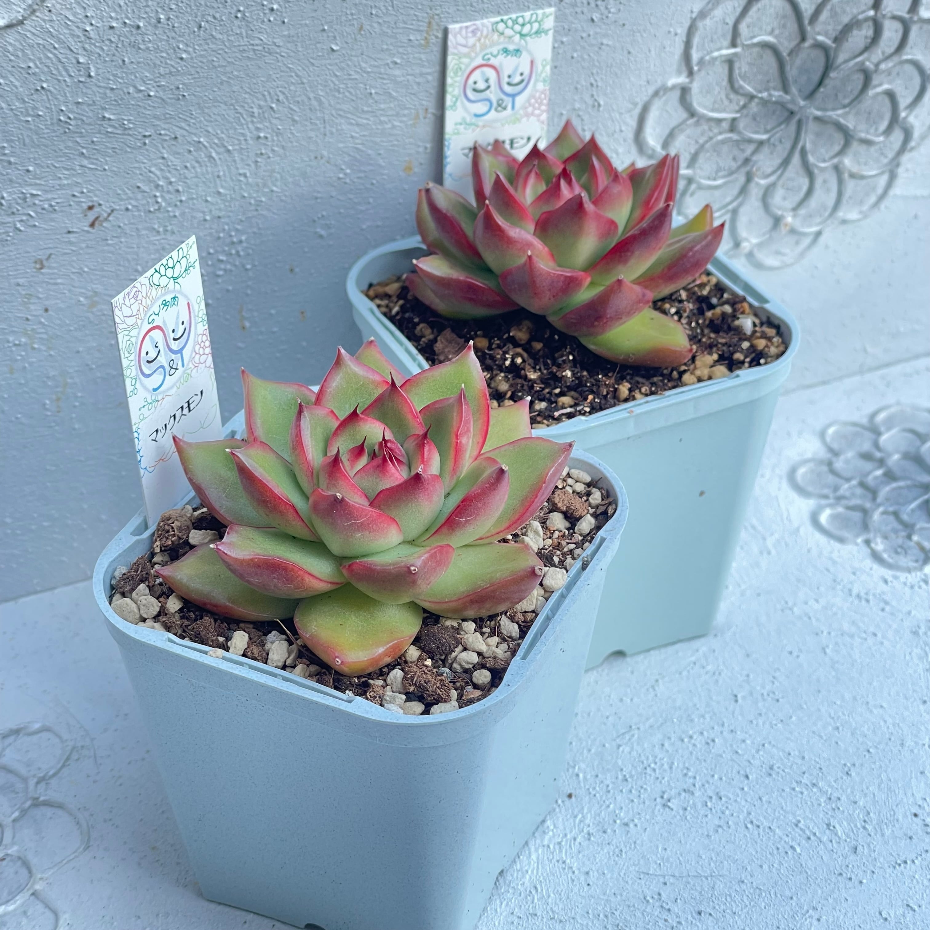 raulensisu 中(韓国苗) 多肉植物 中国苗 韓国苗 販売ショップ SY多肉