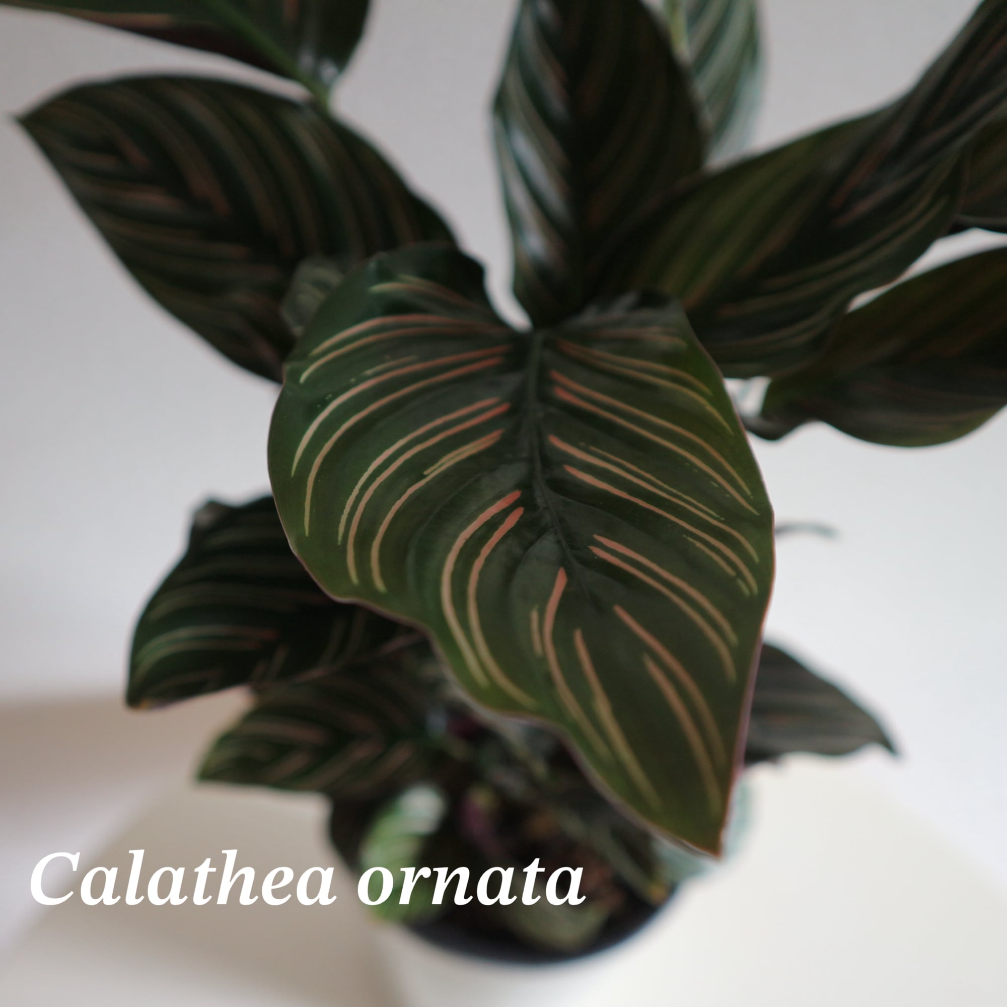 P. Willinckii cv. Sailor Mercury (OC) 【artPLANTs/PLANTS GARAGE