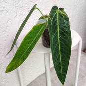 アンスリウム ワロクアーナム / Anthurium warocqueanum④