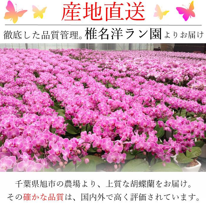 マイクロ胡蝶蘭2本立 3号 『2WAYギフトBOX入り』 | Tokyo small gift