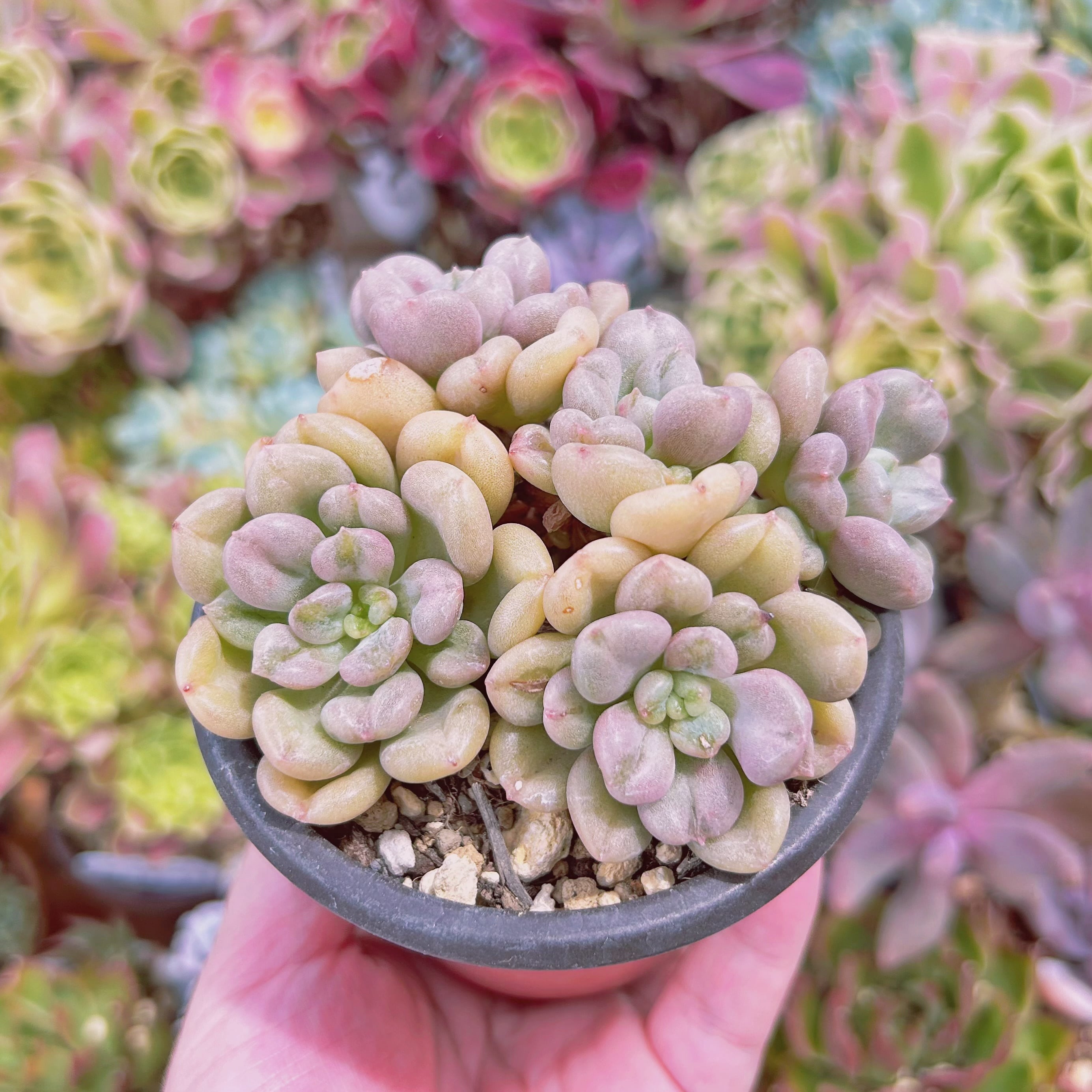 #845現物　多肉植物　ビルゲイツ　特大　抜き苗