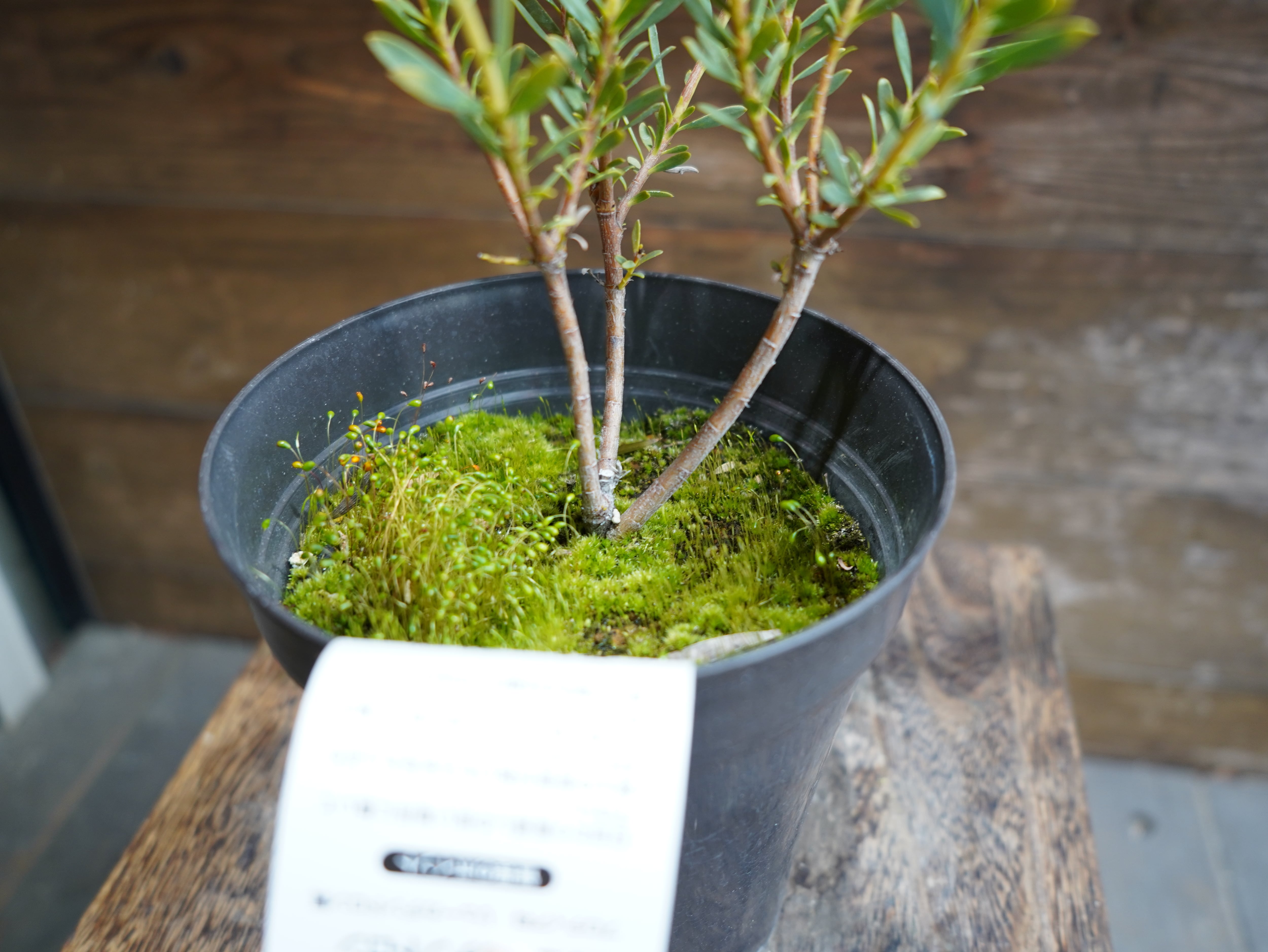 【現物】リューカデンドロン　”Yellow Devil”