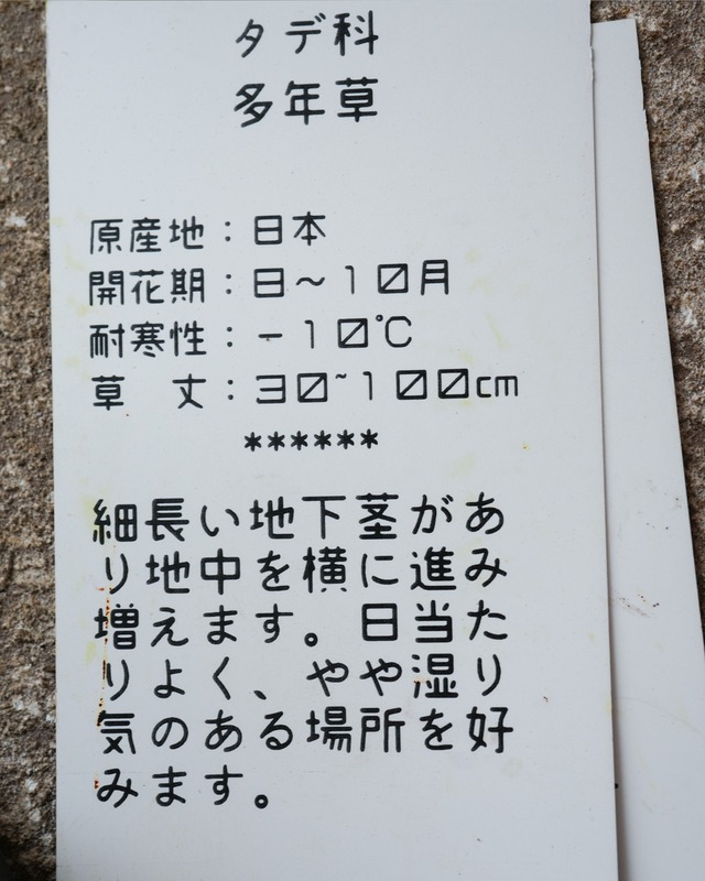 サクラタデ（山野草）　2.5号