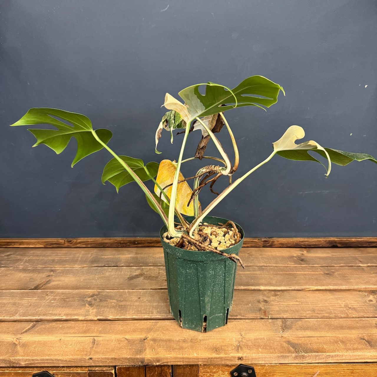 【クリアランス】モンステラ ホワイトタイガー (ボルシギアナ) 2株植え【1052】