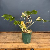 【クリアランス】モンステラ ホワイトタイガー (ボルシギアナ) 2株植え【1052】