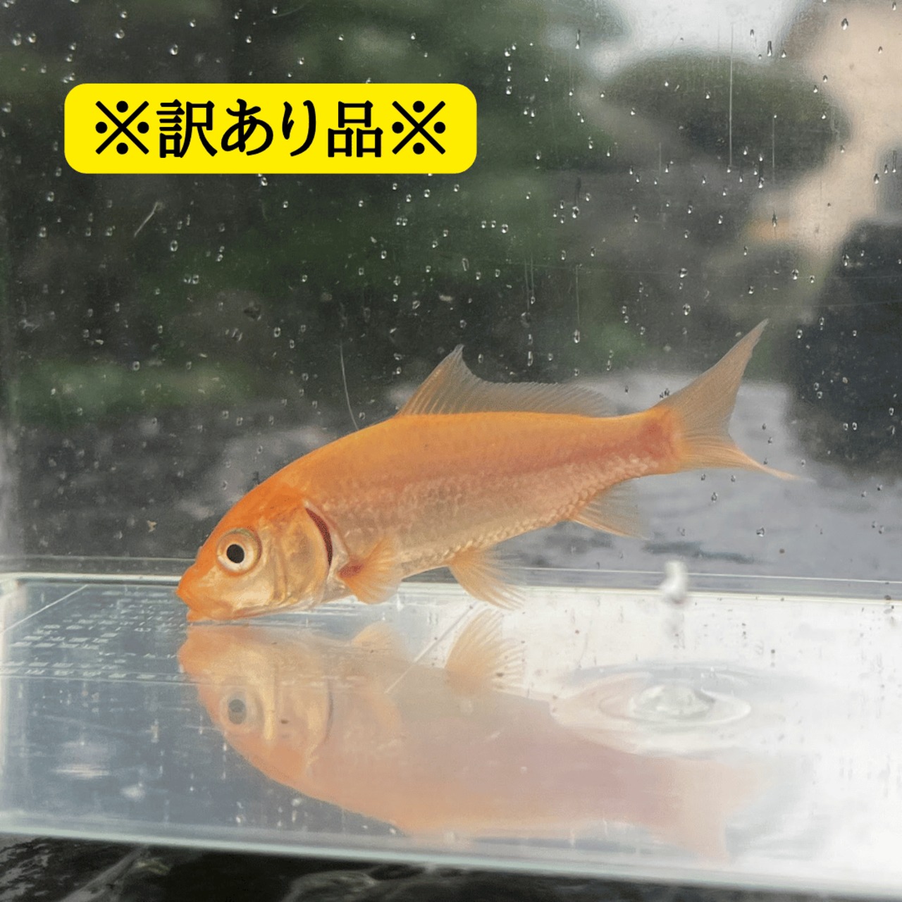 ※訳あり品・B品※（淡水魚）ヒゴイ／緋鯉／緋ゴイ　7～11ｃｍ±　（1匹）【生体】※保証対象外商品