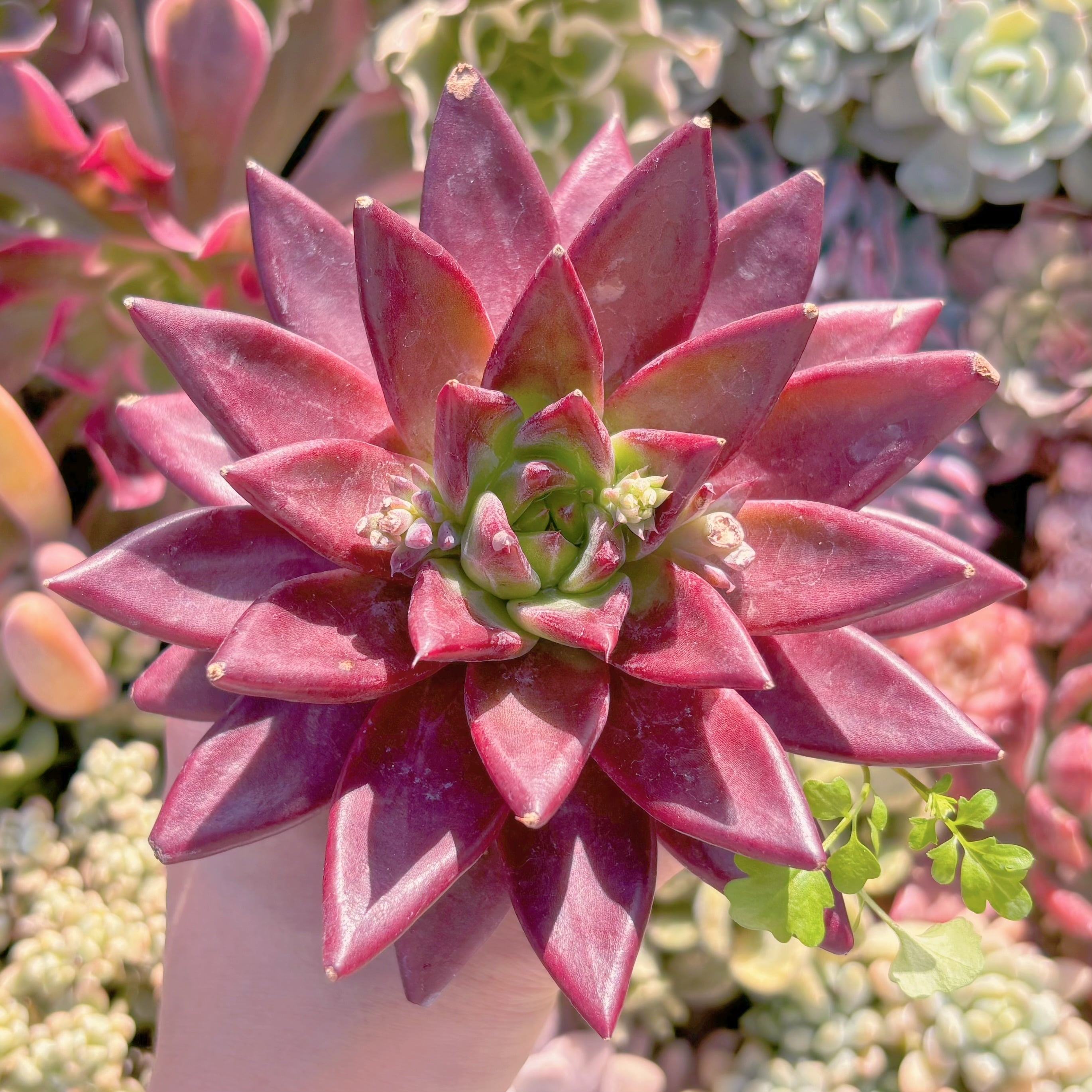 現品　プシュケ#2008　新入荷　るる農園