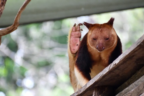 キノボリカンガルー / Tree-kangaroo 02