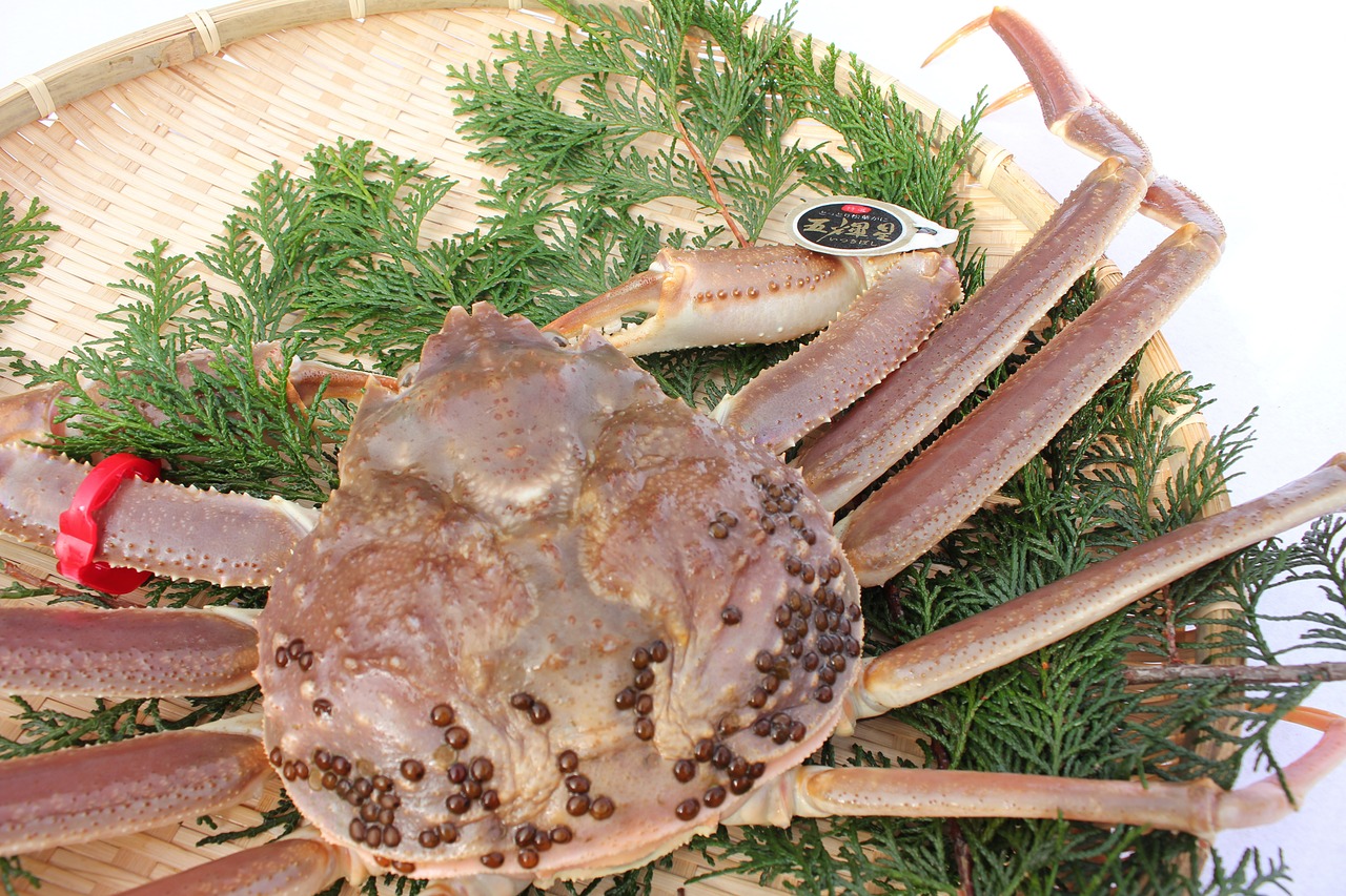 予約受付中~ 高級 五輝星 松葉ガニ 祥鳳丸直送 特大1.2kg以上