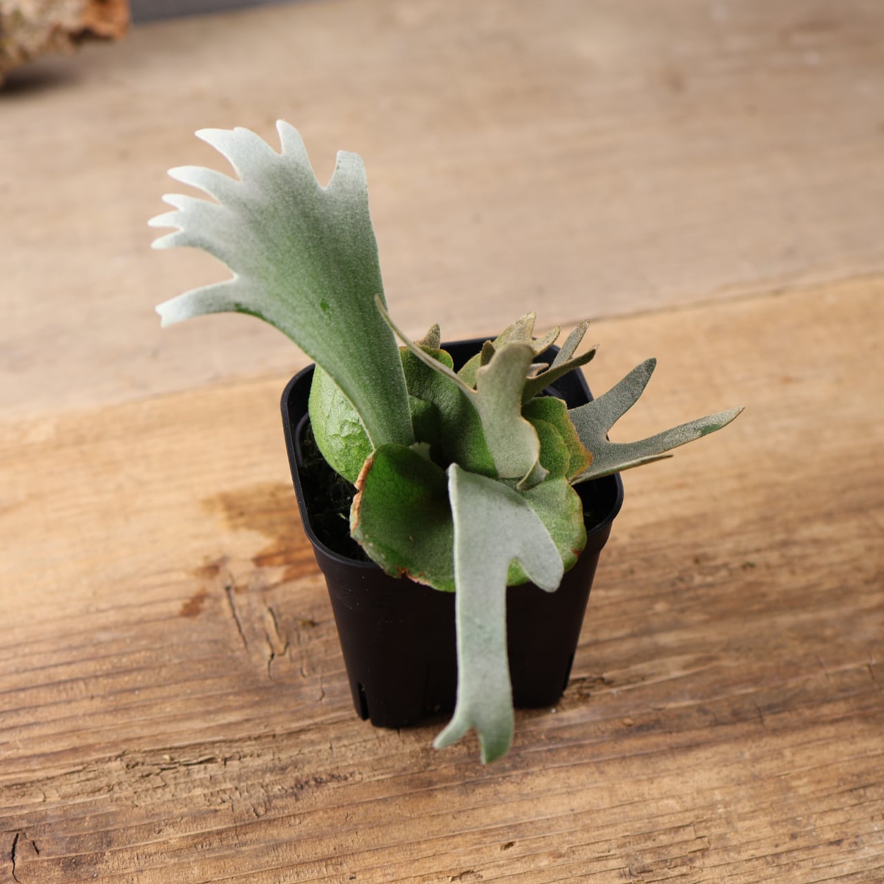 603『ビカクシダ ナノ Nano』 観葉植物【送料無料】 | MARX PLANTS