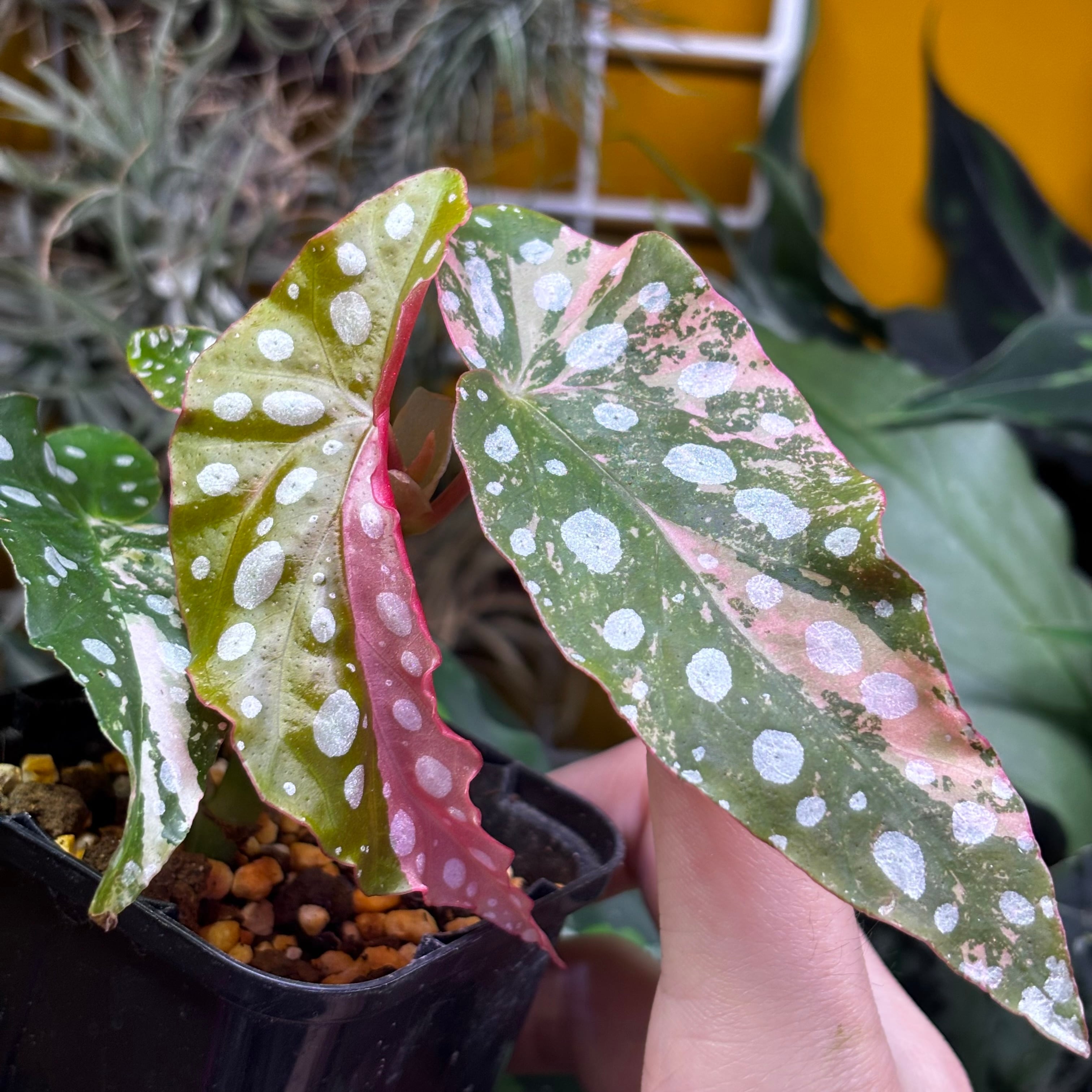 Begonia maculata 'Pink Variegated' ベゴニア マクラータ 斑入り