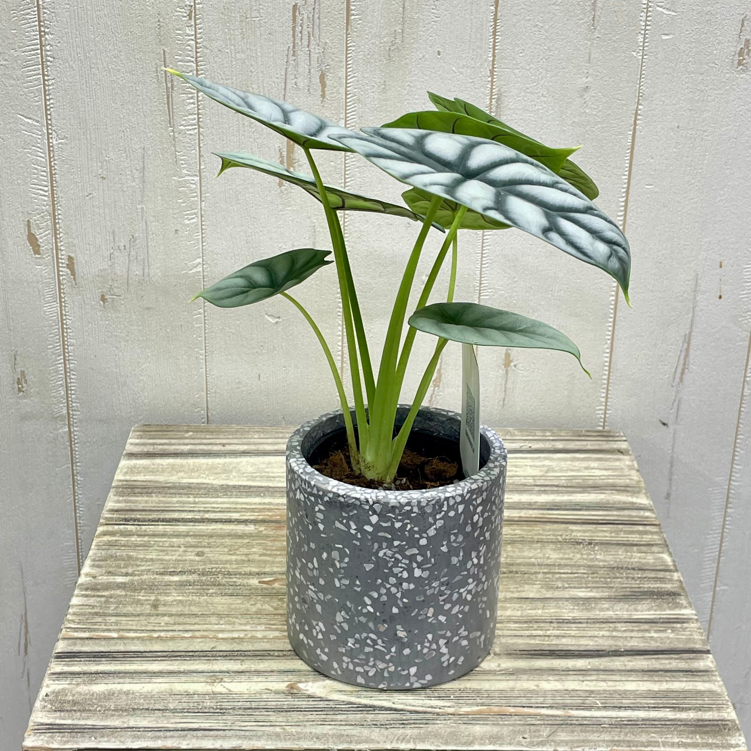 アロカシア シルバードラゴン／裏側まで美しい銀葉の人気品種／鉢