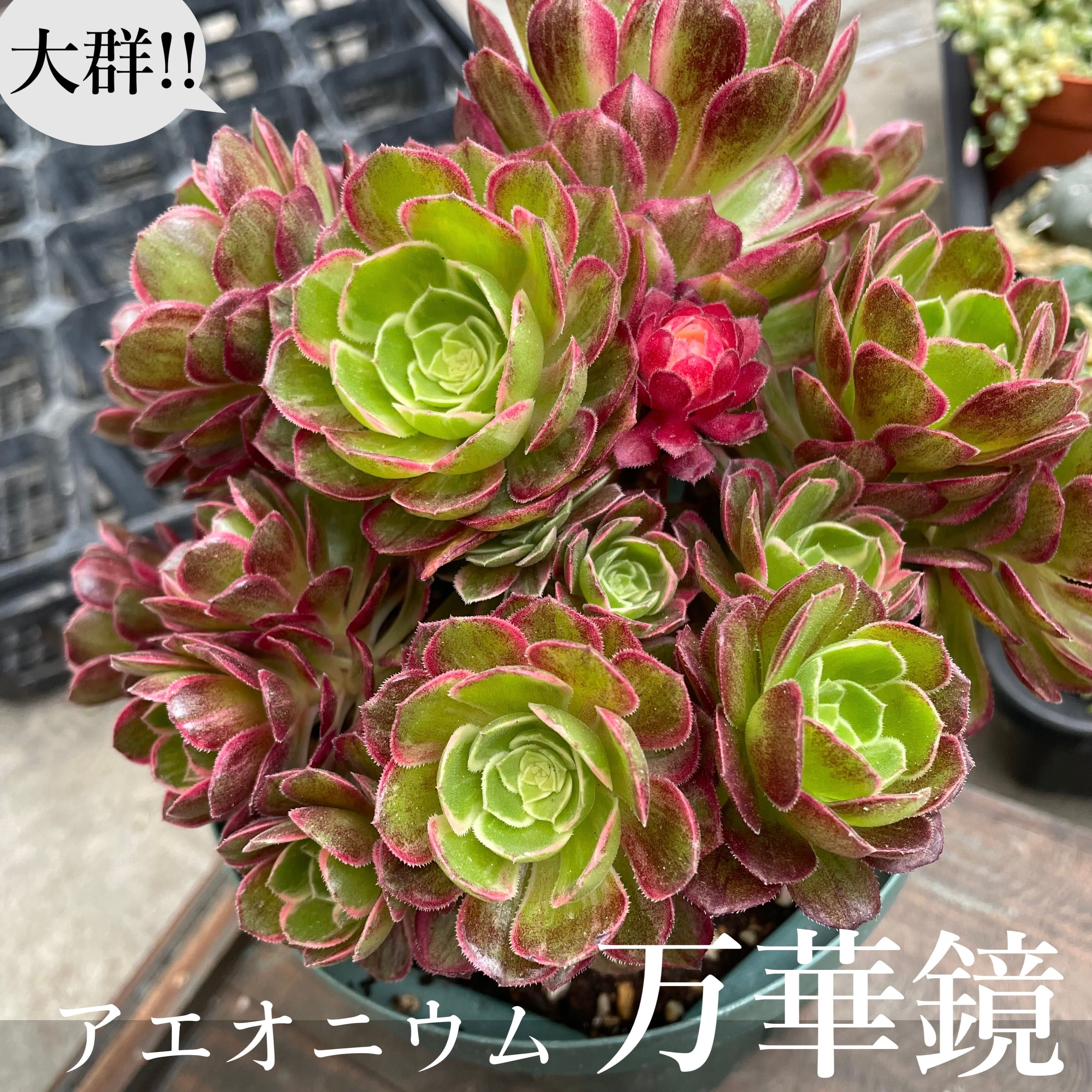 アエオニウム　韓国苗　オクス　多肉植物　ポコ多肉 アエオニウム 韓国苗 オクス 多肉植物 ポコ多肉 【公式通販】