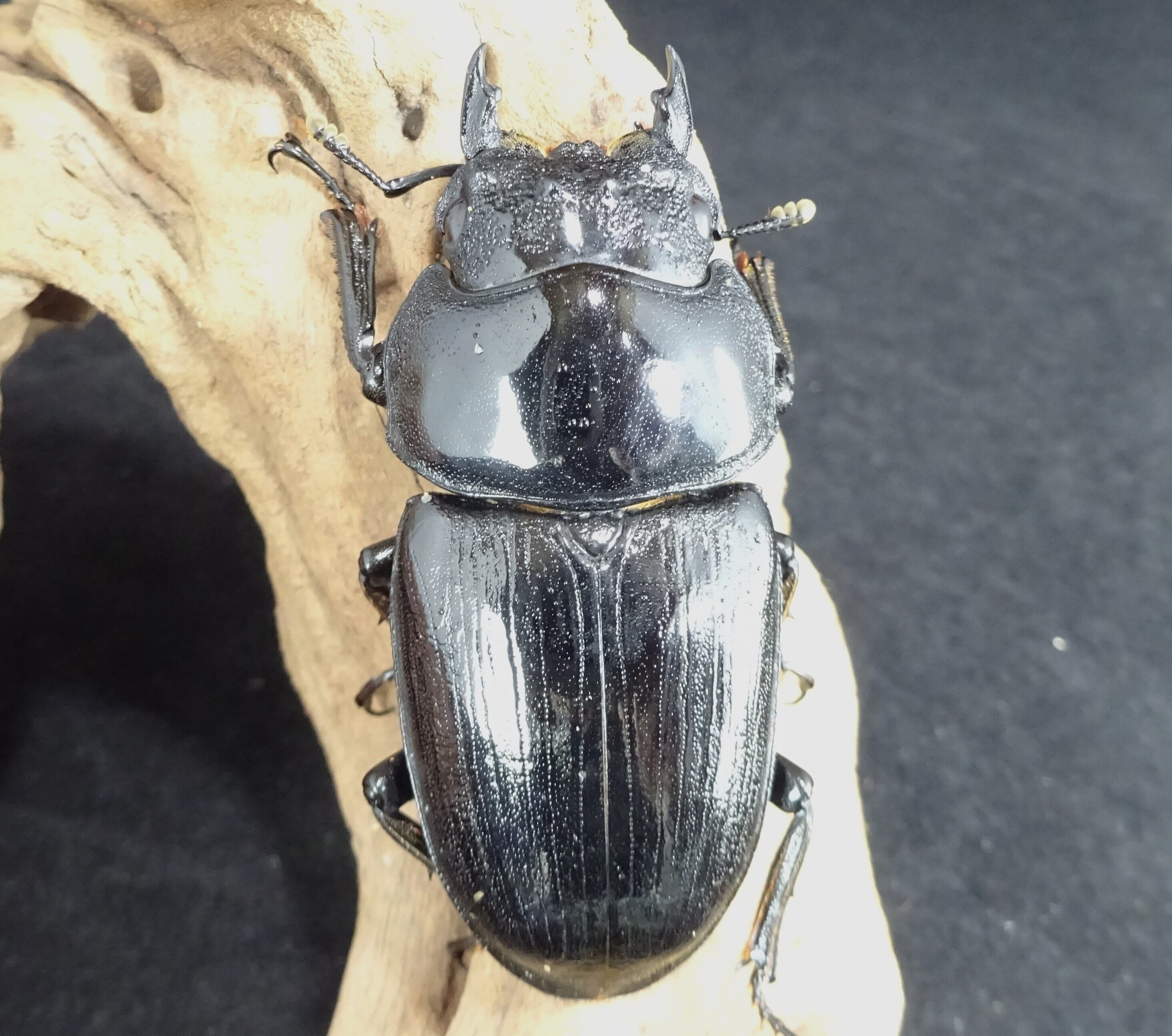 オオクワガタ能勢YG血統 2025年羽化 55.2mmメス単品 NO5 | 昆虫