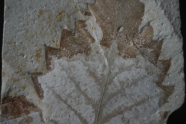 ハンガリー産木の葉化石 Leaf Fossil 1815