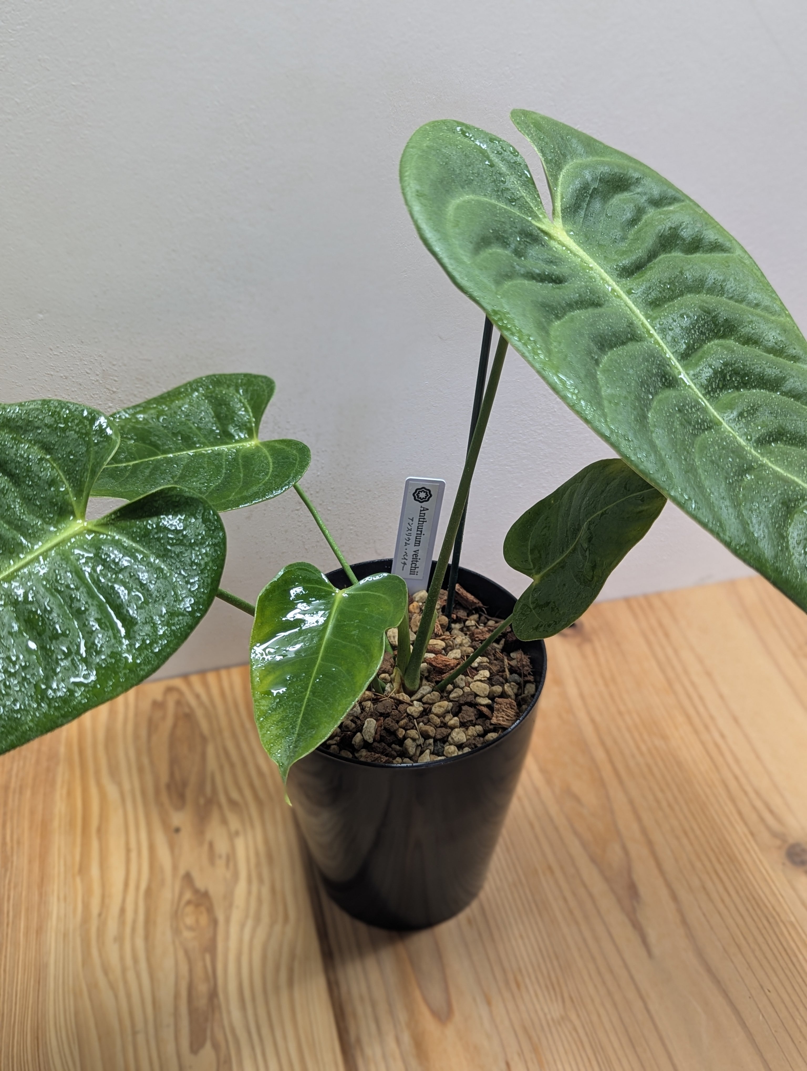 アンスリウム・ベイチー 黒鉢4号（Anthurium veitchii) | GREEN Road
