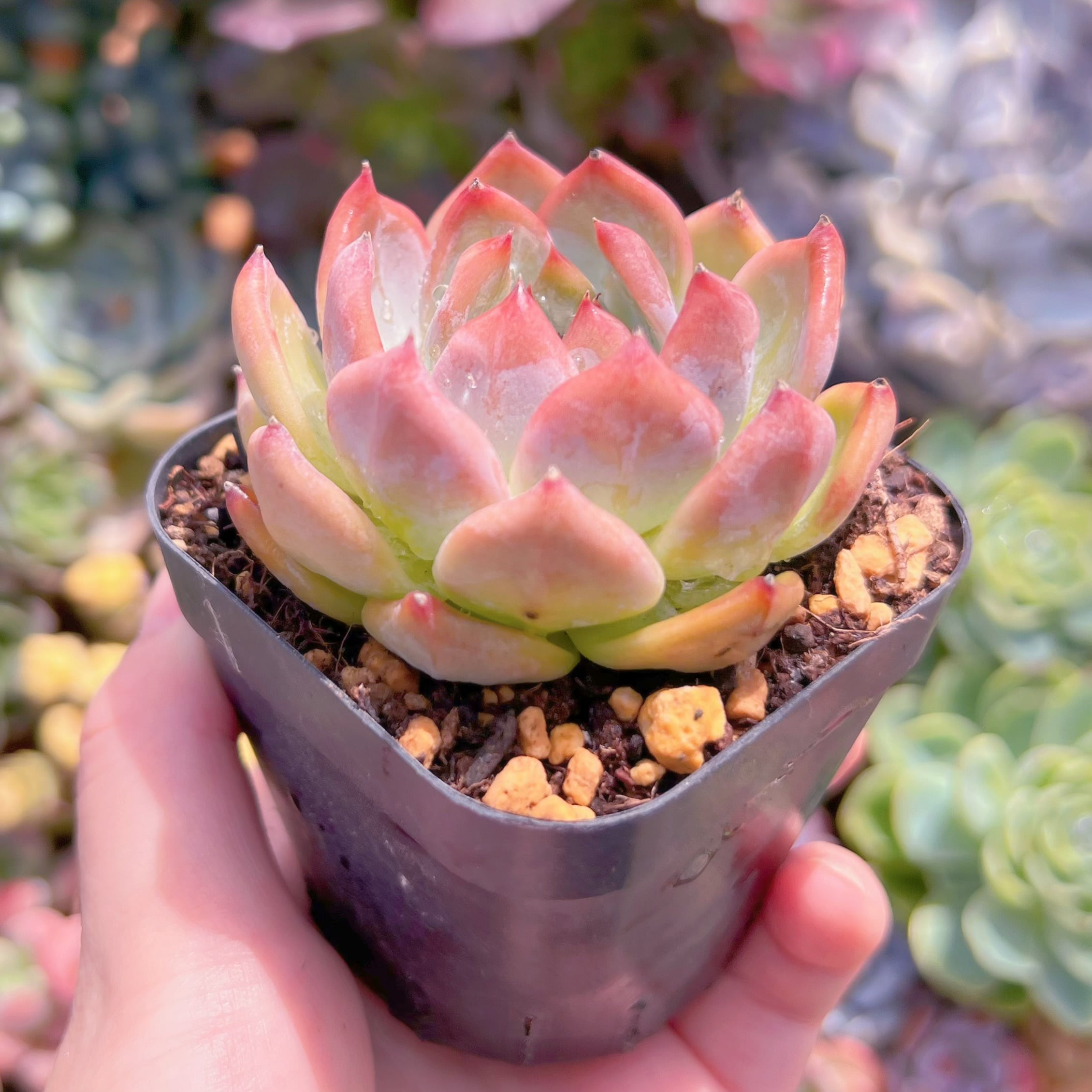現品 ダイヤモンドコロラータ#794 るる農園 | るる農園~多肉植物専門
