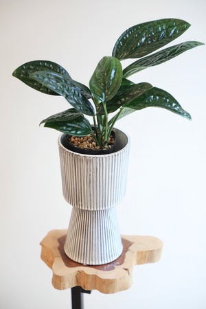 【M】モンステラ ジェイド シャルトコック/Monstera Jade Shuttlecock ※陶器鉢付き